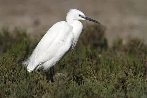 Little Egret -Egretta garzetta- standing amonst water plants at a stretch of water Little Egret -Egretta garzetta- standing amonst water plants at a stretch of water