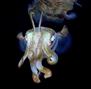 <b class=qtipBold><figcaption>Little ghost</figcaption></b><br>Small reef-squid near the surface. Night dive.<br><em>© Andrey Narchuk</em> Little ghost