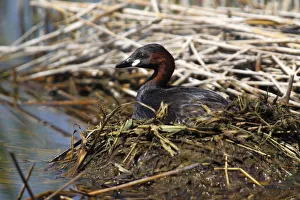 Little Grebe -Tachybaptus ruficollis- perched on the nest, Burgenland, Austria Little Grebe -Tachybaptus ruficollis- perched on the nest, Burgenland, Austria