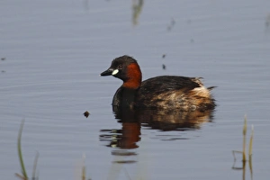Little Grebe -Tachybaptus ruficollis- on water, Burgenland, Austria Little Grebe -Tachybaptus ruficollis- on water, Burgenland, Austria