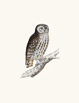 <b class=qtipBold><figcaption>Little owl bird</figcaption></b><br>A photograph of an original hand-colored engraving from The History of British Birds by Morris published in 1853-1891.<br><em>© mashuk</em> Little owl bird