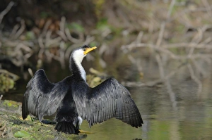 Little Pied Cormorant (Phalacrocorax melanoleucos), Australia Little Pied Cormorant (Phalacrocorax melanoleucos), Australia