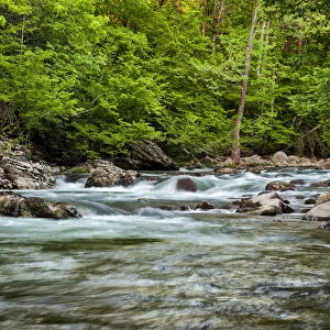Images Dated 5th May 2010: Little Pigeon River at Greenbrier, Great Smoky Mountains National Park, Tennessee, USA