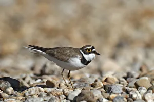 Little ringed plover -Charadrius dubius-, male in habitat, Dessau-Rosslau, Saxony-Anhalt, Germany Little ringed plover -Charadrius dubius-, male in habitat, Dessau-Rosslau, Saxony-Anhalt, Germany