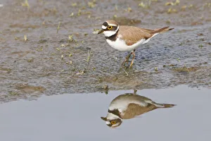 Little Ringed Plover -Charadrius dubius- reflected in water, Texel, The Netherlands Little Ringed Plover -Charadrius dubius- reflected in water, Texel, The Netherlands