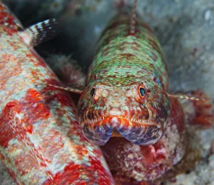 <b class=qtipBold><figcaption>Lizard-fish portrait</figcaption></b><br>Lizard-fish lying near other one on the sand bottom.<br><em>© Andrey Narchuk</em> Lizard-fish portrait
