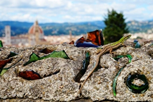 Lizard on the Wall, Old Florence in the background, Italy Lizard on the Wall, Old Florence in the background, Italy