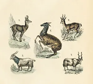 Llama, goat, gazelle, sheep engraving 1872 Llama, goat, gazelle, sheep engraving 1872