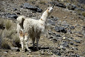 Llama -Lama glama- standing in the Andean Highlands, Altiplano, Department of La Paz Llama -Lama glama- standing in the Andean Highlands, Altiplano, Department of La Paz