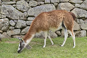 Llama -Llama gLlama- grazing in front of a typical Incan wall, UNESCO World Heritage Site Llama -Llama gLlama- grazing in front of a typical Incan wall, UNESCO World Heritage Site