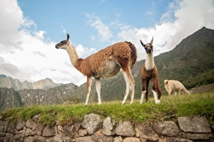 Llama overlooking ruins of the ancient city of Machu Picchu, Peru Llama overlooking ruins of the ancient city of Machu Picchu, Peru
