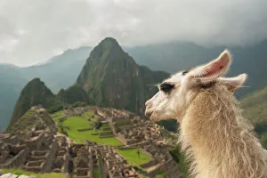 Travel imagery/unesco world heritage/llama overlooking ruins ancient city machu picchu Travel imagery/unesco world heritage/llama overlooking ruins ancient city machu picchu