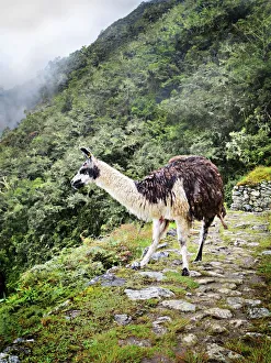 Inca Trail, Machu Picchu, Peru