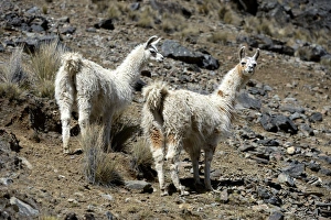 Two Llamas -Lama glama- standing in the Andean Highlands, Altiplano, Department of La Paz Two Llamas -Lama glama- standing in the Andean Highlands, Altiplano, Department of La Paz