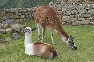 Llamas -Lama glama- in front of a typical Incan wall, UNESCO World Heritage Site Llamas -Lama glama- in front of a typical Incan wall, UNESCO World Heritage Site