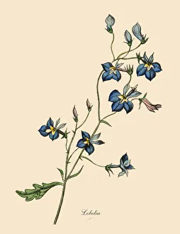 Lobelia Plant, Victorian Botanical Illustration Lobelia Plant, Victorian Botanical Illustration