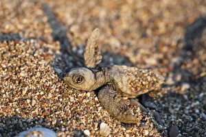 Loggerhead Sea Turtle -Caretta caretta-, hatchling, Lycian Coast, Turkey, Asia Minor Loggerhead Sea Turtle -Caretta caretta-, hatchling, Lycian Coast, Turkey, Asia Minor