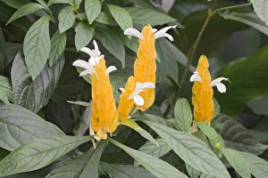Lollipop Plant or Golden Shrimp Plant -Pachystachys lutea-, native to China and Tibet Lollipop Plant or Golden Shrimp Plant -Pachystachys lutea-, native to China and Tibet