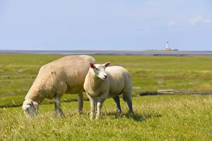 Lomestic sheep, with the Westerheversand Lighthouse in the distance, Westerhever Lomestic sheep, with the Westerheversand Lighthouse in the distance, Westerhever