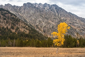 Lone Aspen in peak Fall color Grand Teton National Park Wyoming USA Lone Aspen in peak Fall color Grand Teton National Park Wyoming USA