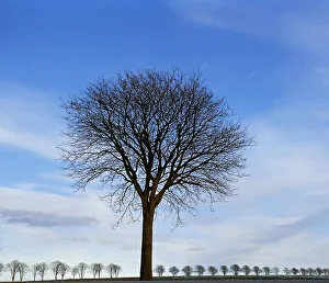 Lone bare tree, row of bare trees in background Lone bare tree, row of bare trees in background