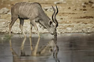 Images Dated 14th September 2012: A lone kudu bull Tregalaphus strepsiceros standing in a water hole with reflection