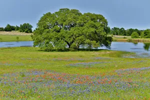 Lone Oak tree along small pond with field of wildflowers near Brenham, Texas Hill Country Lone Oak tree along small pond with field of wildflowers near Brenham, Texas Hill Country