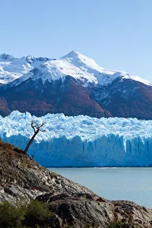 Lonesome tree beside Perito Moreno glacier Lonesome tree beside Perito Moreno glacier