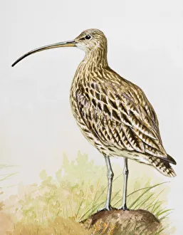 Long-billed curlew (Numenius americanus), standing, side view Long-billed curlew (Numenius americanus), standing, side view