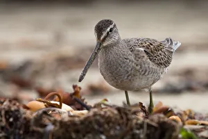 <b class=qtipBold><figcaption>Long-billed Dowitcher Bird</figcaption></b><br>Long-billed Dowitcher BirdLong-billed Dowitcher, Limnodromus scolopaceus, a medium-sized shorebird of the family Scolopacidae, as seen on Morro Strand State Beach, 28 Oct. 2008.<br><em>© © 2008 Michael L. Baird</em> Long-billed Dowitcher Bird
