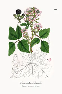 Long-clustered Bramble, Rubus leucostachys, Victorian Botanical Illustration, 1863 Long-clustered Bramble, Rubus leucostachys, Victorian Botanical Illustration, 1863
