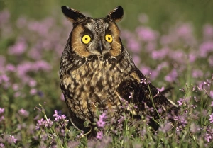 <b class=qtipBold><figcaption>Long ear owl in wildflower field</figcaption></b><br>Russell Burden, 146599204<br><em>© RussellBurden</em> Long ear owl in wildflower field