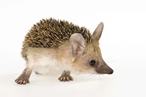 Long-eared Hedgehog -Hemiechinus auritus aegypticus- Long-eared Hedgehog -Hemiechinus auritus aegypticus-