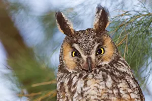 <b class=qtipBold><figcaption>Long-eared Owl</figcaption></b><br>Mercey Hot Springs Long-eared Owl<br><em>© Phoo Chan</em> Long-eared Owl