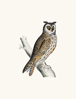 <b class=qtipBold><figcaption>Long eared Owl</figcaption></b><br>A photograph of an original hand-colored engraving from The History of British Birds by Morris published in 1853-1891.<br><em>© mashuk</em> Long eared Owl