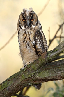 Long-eared Owl -Asio otus-, fledged young bird, branchling sitting on a branch, Apetlon Long-eared Owl -Asio otus-, fledged young bird, branchling sitting on a branch, Apetlon