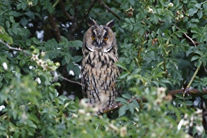 Long-eared Owl -Asio otus-, perched in a thorn bush, Apetlon, Lake Neusiedl, Burgenland Long-eared Owl -Asio otus-, perched in a thorn bush, Apetlon, Lake Neusiedl, Burgenland