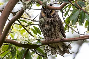 Long-Eared Owl Perched on a Tree Long-Eared Owl Perched on a Tree