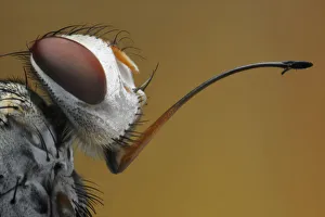 <b class=qtipBold><figcaption>Long Nose Fly</figcaption></b><br>closeup extreme of fly<br><em>© Donald Jusa</em> Long Nose Fly