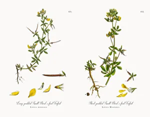 Long-podded Small Birdas-foot Trefoil, Lotus diffusus, Victorian Botanical Illustration Long-podded Small Birdas-foot Trefoil, Lotus diffusus, Victorian Botanical Illustration