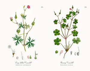 Long-stalked Cranesbill, Geranium columbinum, Victorian Botanical Illustration, 1863 Long-stalked Cranesbill, Geranium columbinum, Victorian Botanical Illustration, 1863