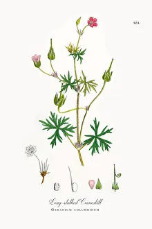 Long-stalked Cranesbill, Geranium columbinum, Victorian Botanical Illustration, 1863 Long-stalked Cranesbill, Geranium columbinum, Victorian Botanical Illustration, 1863