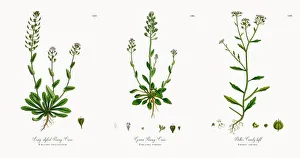 Long-styled Penny-Cress, Thlaspi occitanum, Victorian Botanical Illustration, 1863 Long-styled Penny-Cress, Thlaspi occitanum, Victorian Botanical Illustration, 1863
