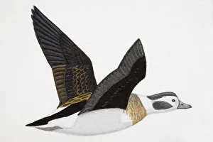 Long-tailed Duck (Clangula hyemalis), medium-sized, adult female sea duck Long-tailed Duck (Clangula hyemalis), medium-sized, adult female sea duck