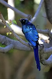 Images Dated 26th December 2013: Long-tailed Glossy Starling -Lamprotornis caudatus-, adult on tree, captive