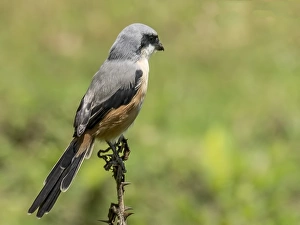 The Long-tailed Shrike or Rufous-backed Shrike (La The Long-tailed Shrike or Rufous-backed Shrike (La