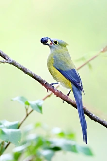 Long-tailed Silky-flycatcher (Ptilogonys caudatus) male,, Costa Rica Long-tailed Silky-flycatcher (Ptilogonys caudatus) male,, Costa Rica