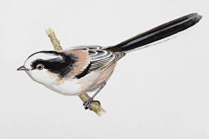 Long-tailed tit (Aegithalos caudatus), perching on a branch, side view Long-tailed tit (Aegithalos caudatus), perching on a branch, side view