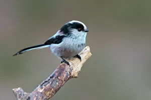 Songbird Gallery: Long-tailed Tit -Aegithalos caudatus-, Tyrol, Austria