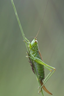 Long-winged conehead (Conocephalus fuscus) Long-winged conehead (Conocephalus fuscus)